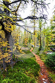 Opabin Hiking Trail Through Forest of Golden Larches at Lake O`Hara in the Canadian Rockies photo