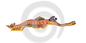 Opabinia regalis, prehistoric aquatic animal from the Cambrian Period isolated on white background 3d science illustration