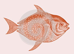 Opah lampris guttatus