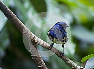 Opal-Rumped Tanager