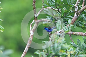 Opal-rumped Tanager