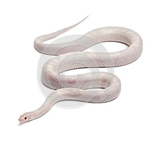 Opale Corn Snake or Red Rat Snake, Pantherophis