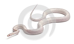 Opale Corn Snake or Red Rat Snake, Pantherophis