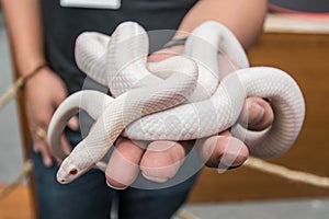Opale Corn Snake or white snake coiling around hand photo