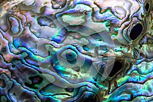 Opalescent Paua abalone shell. Shimmering texture of mother of pearls