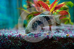 Opaline gourami, trichopodus trichopterus, feeding fish in a home aquarium