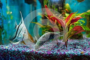 Opaline gourami, trichopodus trichopterus, feeding fish in a home aquarium