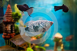 Opaline gourami, trichopodus trichopterus, fish in a home aquarium