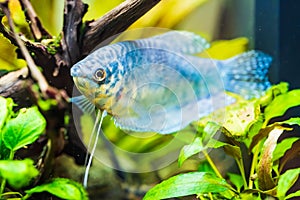 Opaline Gourami Trichopodus trichopterus tropical aquarium fish