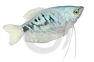 Opaline Gourami Trichopodus trichopterus tropical aquarium fish