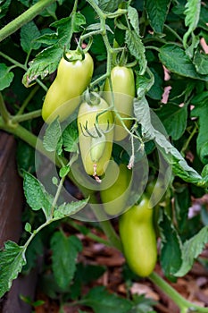 Opalka Tomato plant with unripe yellow green tomatoes growing on vines in a kitchen garden