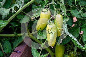 Opalka Tomato plant with unripe yellow green tomatoes growing on vines in a kitchen garden