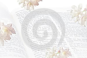 Opaque Cherry Blossom Flowers Around the Book of James Bible Verses