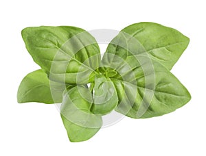 Opaque green basil leaves isolated on white background