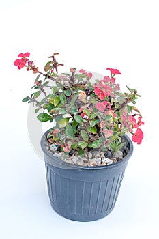 Ope Sian flower Euphorbia milii small red pot black. Cut the w