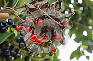 Open Abrus Precatorius John crow bean Pods