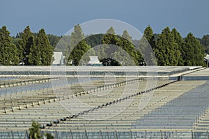 Open aeration windows in the roof of a greenhouse at Bleiswijk