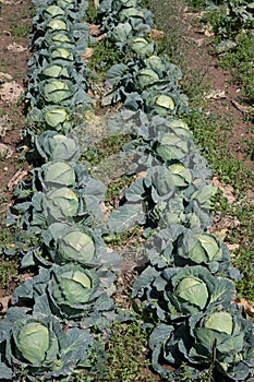 Open air pesticide-free organic eco-friendly gardening, white cabbage ready to harvest