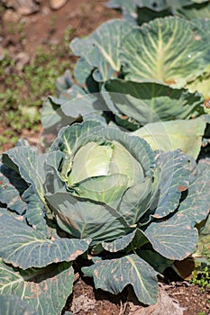 Open air pesticide-free organic eco-friendly gardening, white cabbage ready to harvest