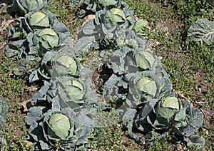 Open air pesticide-free organic eco-friendly gardening, white cabbage ready to harvest