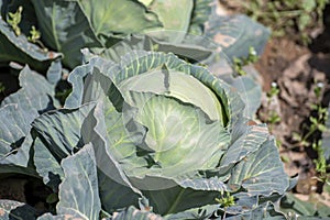 Open air pesticide-free organic eco-friendly gardening, white cabbage ready to harvest