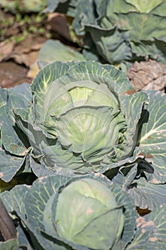 Open air pesticide-free organic eco-friendly gardening, white cabbage ready to harvest