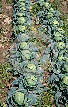 Open air pesticide-free organic eco-friendly gardening, white cabbage ready to harvest