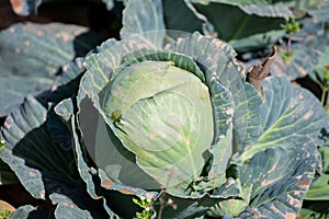 Open air pesticide-free organic eco-friendly gardening, white cabbage ready to harvest