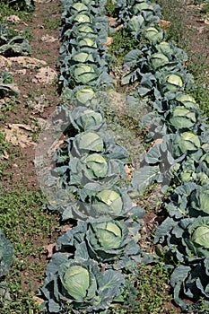 Open air pesticide-free organic eco-friendly gardening, white cabbage ready to harvest