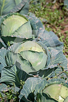 Open air pesticide-free organic eco-friendly gardening, white cabbage ready to harvest