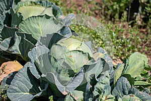 Open air pesticide-free organic eco-friendly gardening, white cabbage ready to harvest