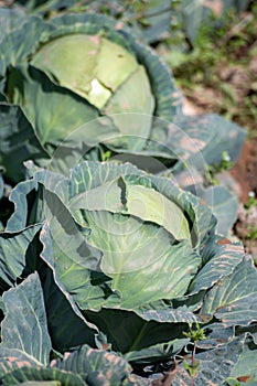 Open air pesticide-free organic eco-friendly gardening, white cabbage ready to harvest