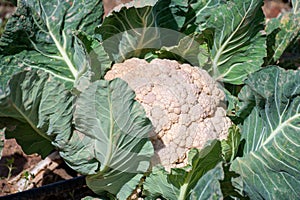 Open air pesticide-free organic eco-friendly gardening, white cauliflower cabbage ready to harvest