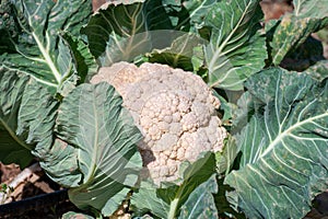 Open air pesticide-free organic eco-friendly gardening, white cauliflower cabbage ready to harvest