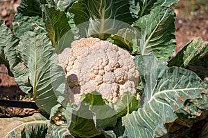 Open air pesticide-free organic eco-friendly gardening, white cauliflower cabbage ready to harvest