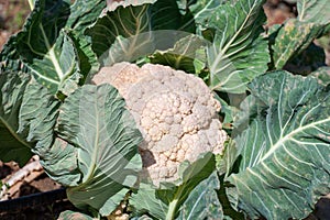 Open air pesticide-free organic eco-friendly gardening, white cauliflower cabbage ready to harvest
