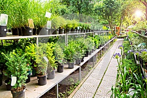 Open-air street shop selling green plants.