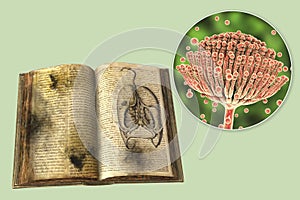 Open antique book with black mold on its pages and close-up view of mold fungi Aspergillus