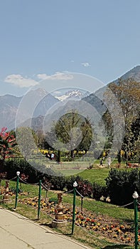 Open area tulips garden sounded by mountain