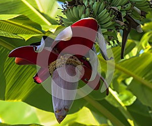 Open banana flower in close-up against background of green leaves