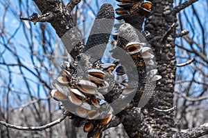 Open banksia cones after extensive forest fires in Victoria, Australia.