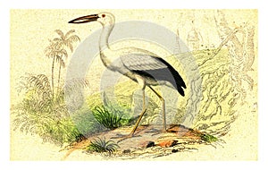 The open beak, vintage engraving