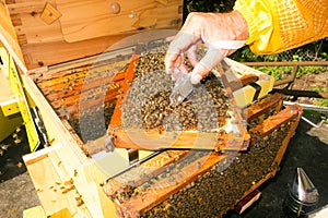 A closeup of a beekeeper capturing a queen on a honey frame at an apiary in the Caribbean photo