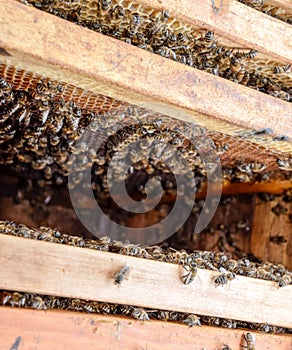 Open bee . Plank with honeycomb in the hive. The bees crawl along the hive. Honey bee