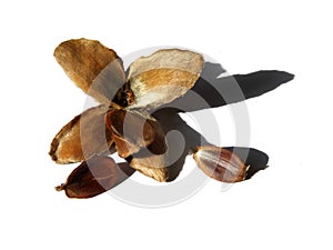 Open beech husk with nuts on a white background with shadow