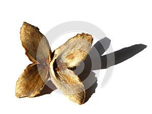 Open beech nut husk on a white background with shadow