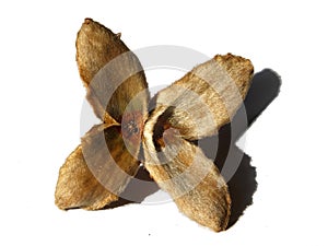 Open beech nut husk on a white background with shadow