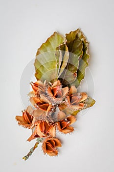 Open Beechnuts with leaves on white background.