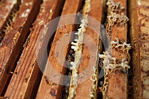 Open beehive with bees are crawling along the hive on honeycomb wooden frame. Apiculture concept