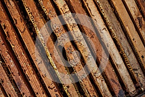 Open beehive with bees are crawling along the hive on honeycomb wooden frame. Apiculture concept